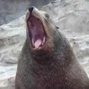 奈月の画像
