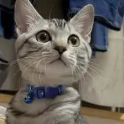 Kevin
