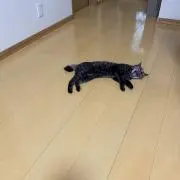 げげの画像