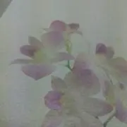 たいこの画像