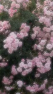 いけだの画像