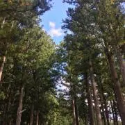 SK