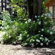 Keiryu Hooの画像