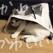 にゃんの画像