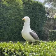 はなこ