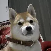 シンボリの画像