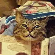 らいの画像