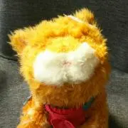 のら猫の画像