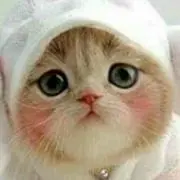 猫ママ