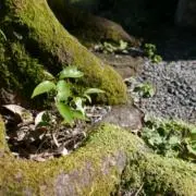 LP2の画像