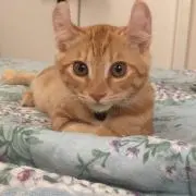 ゆず