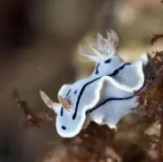 ウミウシの画像