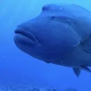 くにともの画像