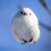 ぴくるすの画像
