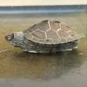 tokeppiの画像