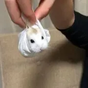 みん