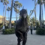 じゃくしの画像