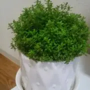 オイスター