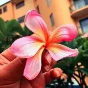tahitialoha