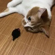 きなこもちとろの画像