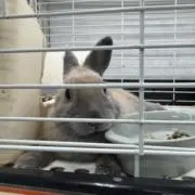 にしやんの画像