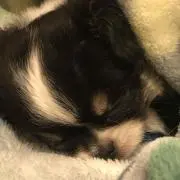 ふう