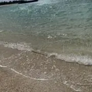 ぬなの画像