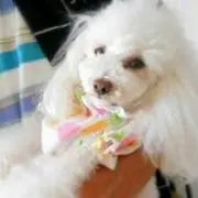shigechaの画像