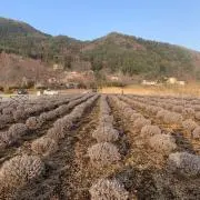 アンビ