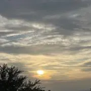 ノリの画像