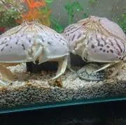 名無しの画像