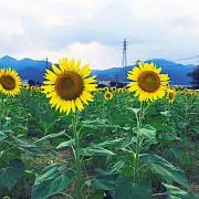 てん/まとめ値引き◎（グッズ整理中）の画像