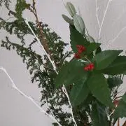 しまじの画像