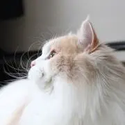 おまめの激安ショップの画像