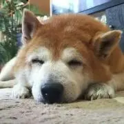 genkoの画像