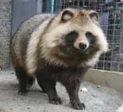 仔だにゅきの画像