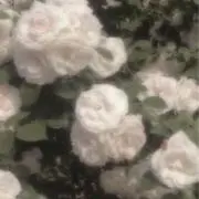 mimの画像
