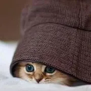 ゆう