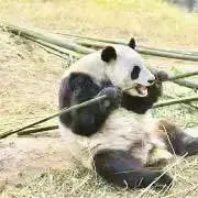 ささの画像