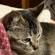 みぃの画像