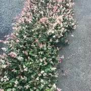 mamiの画像