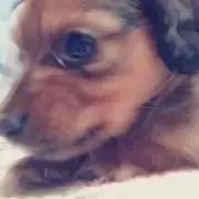 ari