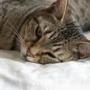 ゆきみ