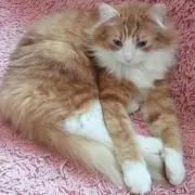 はんと