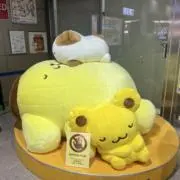 いかちゃんの画像
