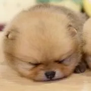 ぴ(*˙˘˙*)の画像