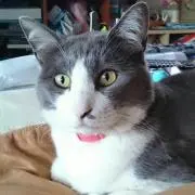 トムの画像