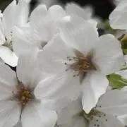 サクラの画像
