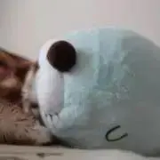 ぼのの画像