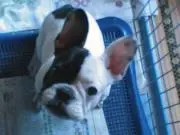 wankoの画像